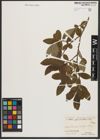 Foto von Salix appendiculata Vill.